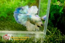 bettafancyvahalfmoon64 bettafancyvahalfmoon64