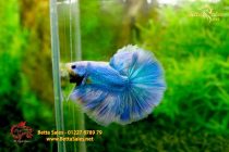 bettafancyvahalfmoon70