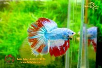 bettafancyvahalfmoon72 bettafancyvahalfmoon72