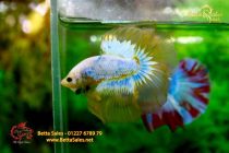 bettafancyvahalfmoon75 bettafancyvahalfmoon75