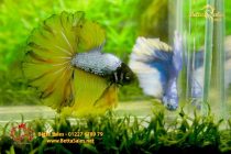 bettafancyvahalfmoon77