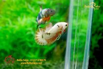 bettafancyvahalfmoon79 bettafancyvahalfmoon79