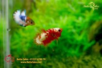 bettafancyvahalfmoon82 bettafancyvahalfmoon82