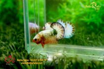 bettafancyvahalfmoon85 bettafancyvahalfmoon85