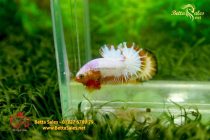 bettafancyvahalfmoon89 bettafancyvahalfmoon89