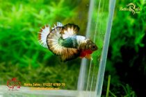 bettafancyvahalfmoon97 bettafancyvahalfmoon97