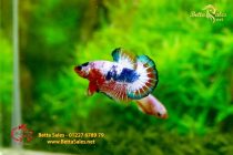 bettafancyvahalfmoon98 bettafancyvahalfmoon98