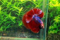 21232040_364909470613274_4511650063504267829_n 21232040_364909470613274_4511650063504267829_n