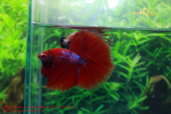 21272155_364908733946681_1533486765513654128_n