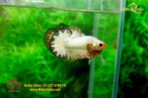 bettafancyhalfmoondumbo103 bettafancyhalfmoondumbo103