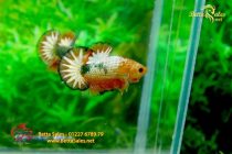 bettafancyhalfmoondumbo104 bettafancyhalfmoondumbo104