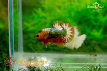 bettafancyhalfmoondumbo121 bettafancyhalfmoondumbo121