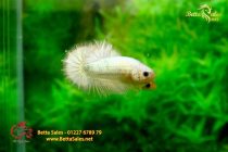 bettafancyhalfmoondumbo129 bettafancyhalfmoondumbo129