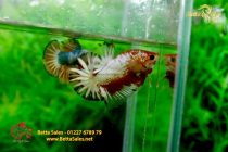 bettafancyhalfmoondumbo131 bettafancyhalfmoondumbo131