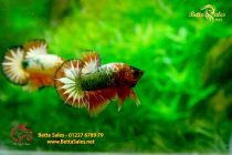 bettafancyhalfmoondumbo138 bettafancyhalfmoondumbo138