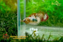 bettafancyhalfmoondumbo145 bettafancyhalfmoondumbo145