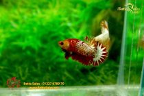 bettafancyhalfmoondumbo149 bettafancyhalfmoondumbo149