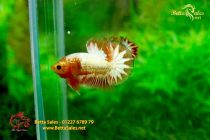 bettafancyhalfmoondumbo154 bettafancyhalfmoondumbo154