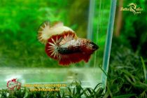 bettafancyhalfmoondumbo162