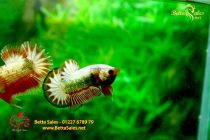 bettafancyhalfmoondumbo174