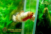 bettafancyhalfmoondumbo180