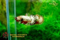 bettafancyhalfmoondumbo183