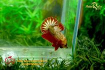 bettafancyhalfmoondumbo185