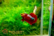 bettafancyhalfmoondumbo195 bettafancyhalfmoondumbo195