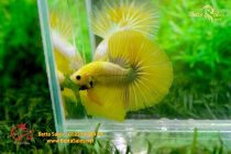 bettafancyhalfmoondumbo202