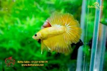 bettafancyhalfmoondumbo210