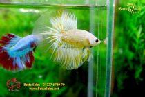 bettafancyhalfmoondumbo214