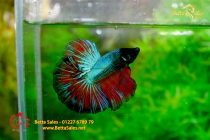 bettafancyhalfmoondumbo219