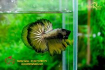 bettafancyhalfmoondumbo226