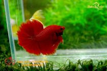 bettafancyhalfmoondumbo229