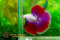 bettafancyhalfmoondumbo232