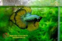 bettafancyhalfmoondumbo234 bettafancyhalfmoondumbo234