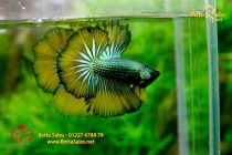 bettafancyhalfmoondumbo238