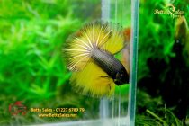 bettafancyhalfmoondumbo248