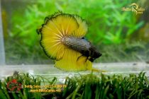 bettafancyhalfmoondumbo254