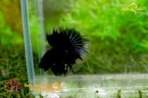 bettafancyhalfmoondumbo256