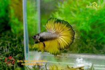 bettafancyhalfmoondumbo263