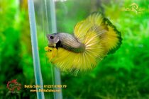 bettafancyhalfmoondumbo264