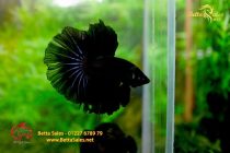 bettafancyhalfmoondumbo270