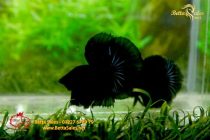 bettafancyhalfmoondumbo279 bettafancyhalfmoondumbo279