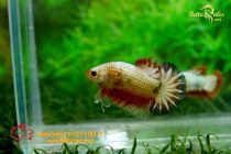 bettafancyhalfmoondumbo90 bettafancyhalfmoondumbo90