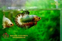 bettafancyhalfmoondumbo97 bettafancyhalfmoondumbo97