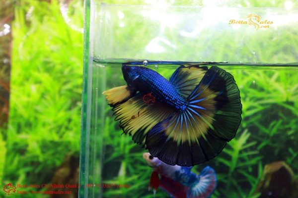 21369107_364908740613347_2878535793351201939_n