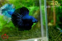 img_7001-copy img_7001-copy