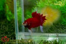 img_7007-copy img_7007-copy