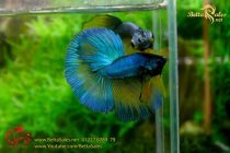 img_7033-copy img_7033-copy